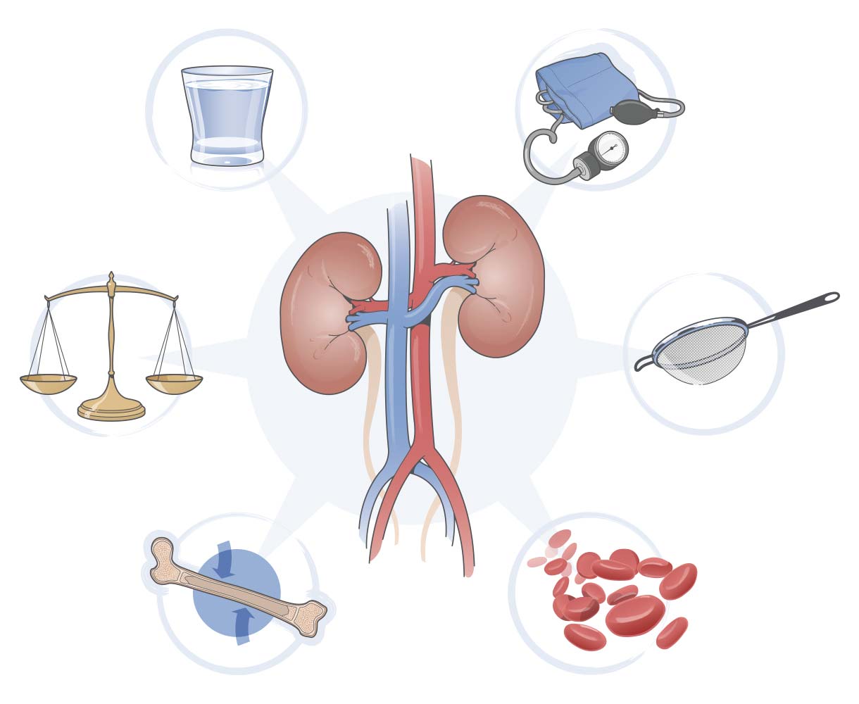 What are the functions of the kidneys?
