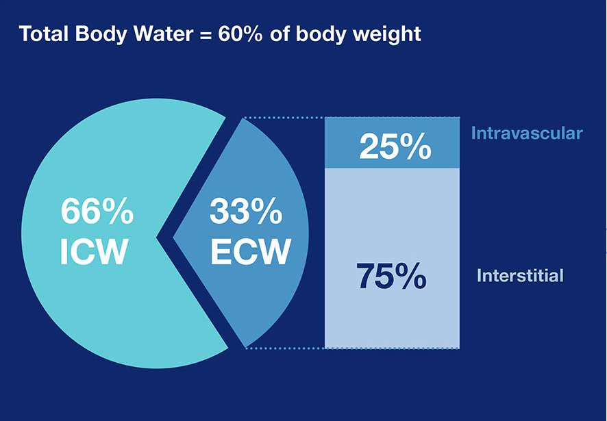 graphic of Total Body Water